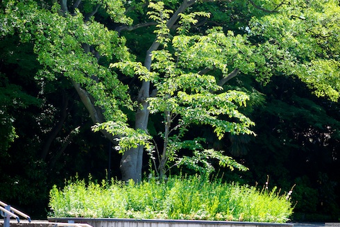 港の見える丘公園入り口の木 港の見える丘公園入り口の木