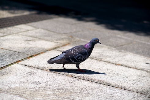 港の見える丘公園の鳩 港の見える丘公園の鳩
