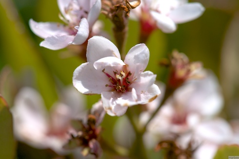 知らない花 知らない花