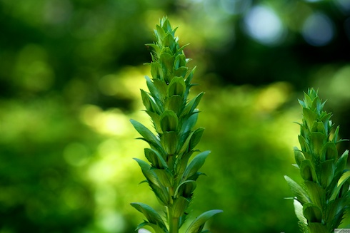 知らない木 知らない木