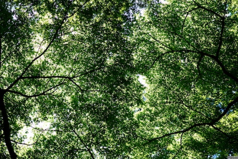 木の天井 木の天井