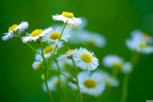 ローダンテムム・ホスマリエンセ ローダンテムム・ホスマリエンセ