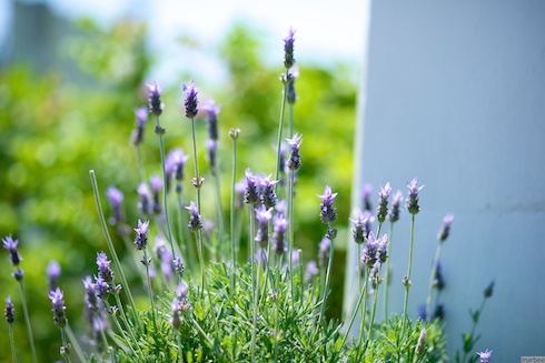 ラベンダー・デンタータ ラベンダー・デンタータ