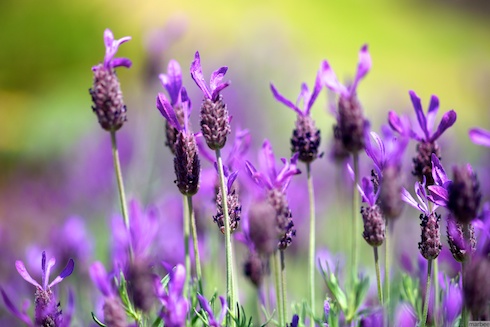 ラベンダー・デンタータ ラベンダー・デンタータ