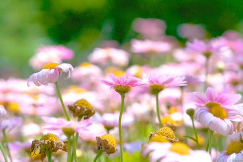 ローダンテムム・ホスマリエンセ ローダンテムム・ホスマリエンセ