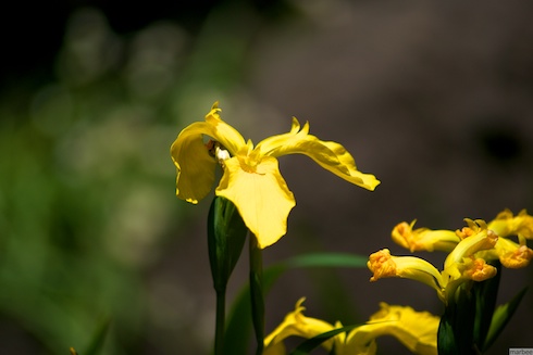 黄色い菖蒲 黄色い菖蒲