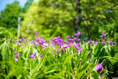 知らない花 知らない花