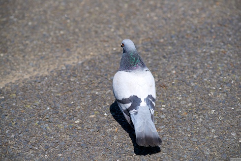 山下公園の鳩 山下公園の鳩
