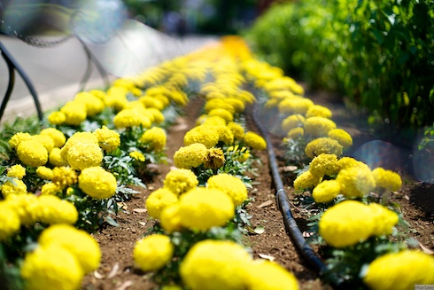 山下公園の花壇 山下公園の花壇