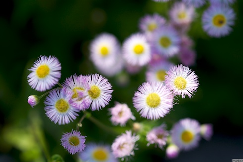 ローダンテムム・ホスマリエンセ