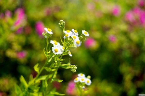 ローダンテムム・ホスマリエンセ