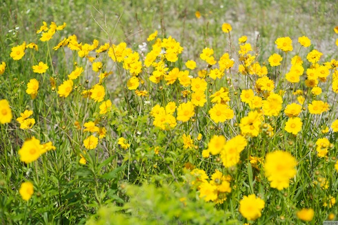 キバナコスモス？