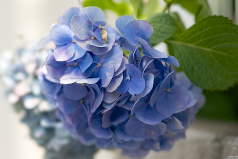 あじさい あじさい