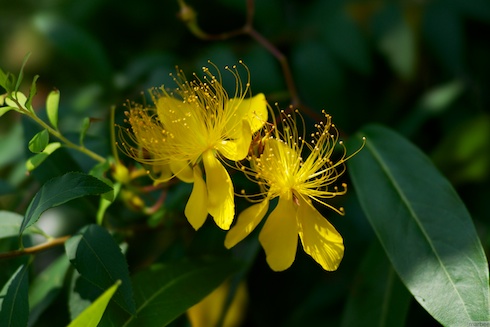 黄色い花 黄色い花