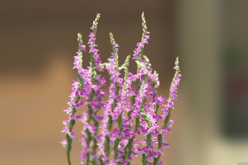 ピンク色の花? ピンク色の花?