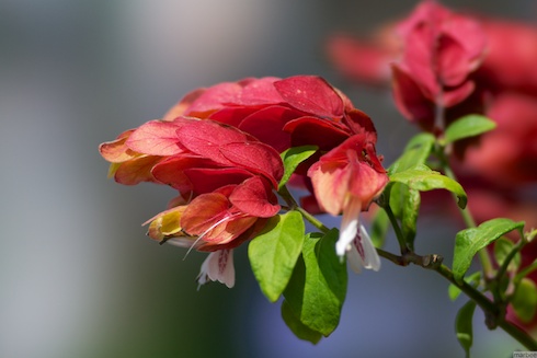 カニの爪 カニの爪