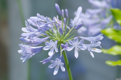 アガパンサス アガパンサス