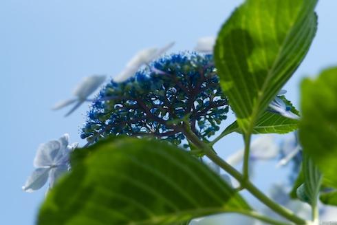 あじさい あじさい