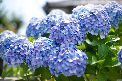 あじさい あじさい