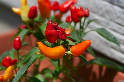 唐辛子? 唐辛子?