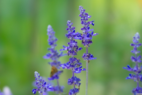 紫色の花 紫色の花