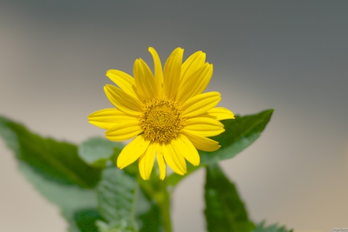 黄色い花 黄色い花