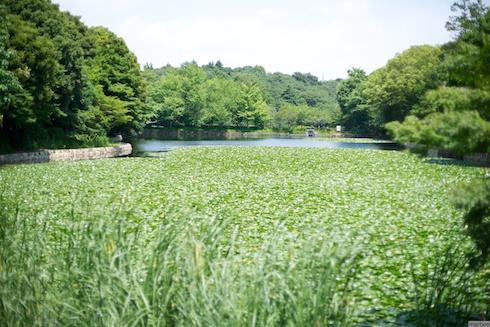 蓮の池 蓮の池