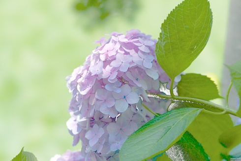 あじさい あじさい