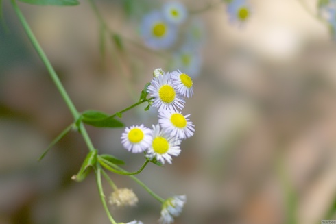 ローゼンタ ローゼンタ