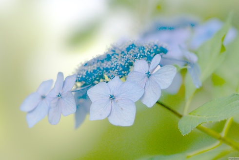 あじさい あじさい