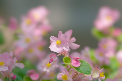 ピンク色の花 ピンク色の花