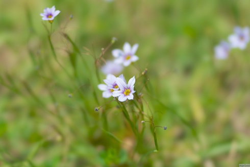 小さな花 小さな花