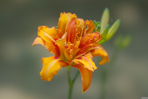 オレンジ色の花 オレンジ色の花