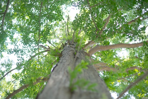 メタセコイア メタセコイア