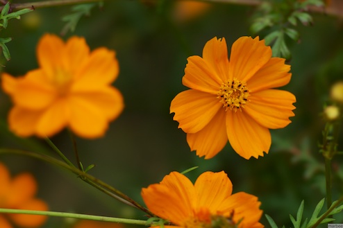 キバナコスモス