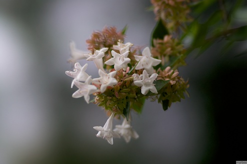 キヨミズイボタ