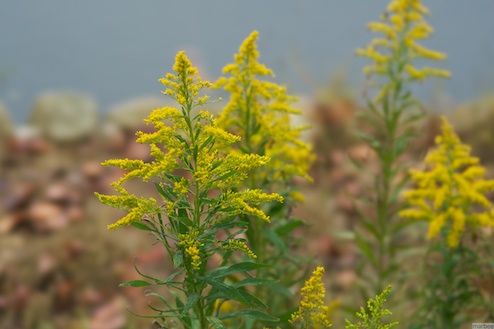 セイタカアワダチソウ