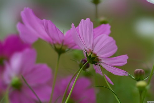コスモス