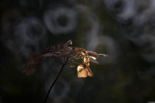 枯れても頑張る額紫陽花