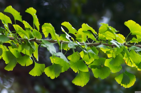 緑色の銀杏の葉
