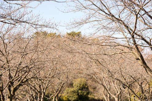 枯れた桜のトンネル