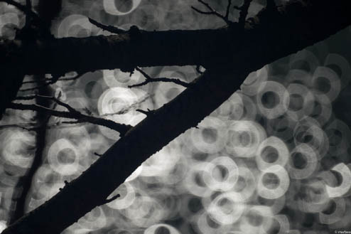 木と池（リングボケ）