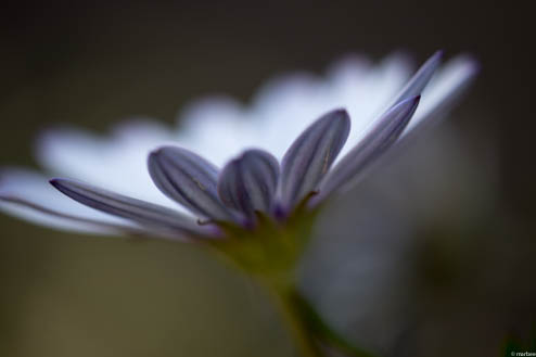 オステオスペルマム