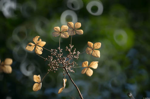 まだ頑張っている額紫陽花