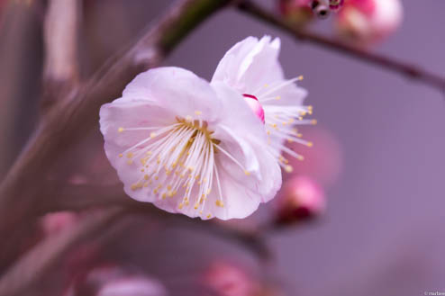梅の花