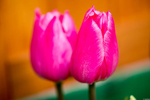 チューリップ