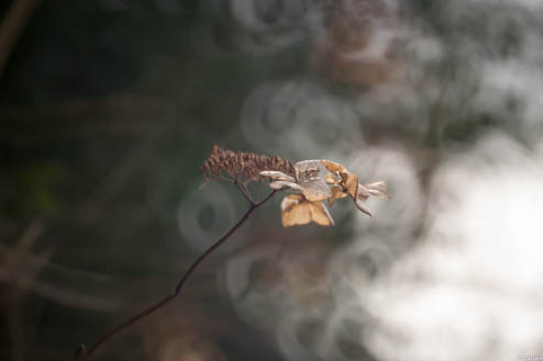 枯れてもまだ頑張っている額紫陽花