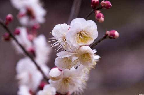 梅の花