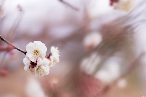 梅の花