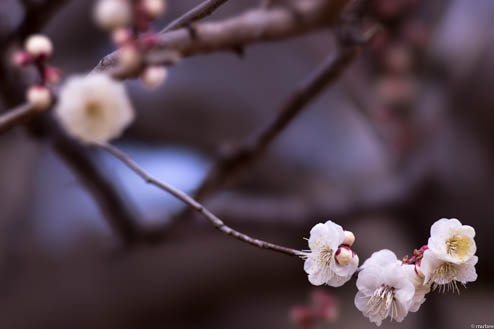 梅の花